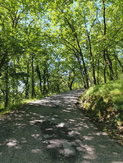 Die Straße wird immer schmaler und führt durch Steineichenwälder
