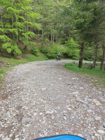 …in Nadelwälder