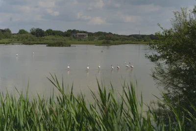 Magischer Moment: Den Flamingos beim Gründeln zuschauen