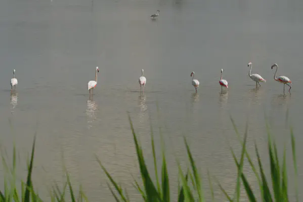 FOTO: 10:35 / Ort: ca. 44.9530, 12.3586