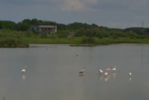 FOTO: 10:36 / Ort: ca. 44.9529, 12.3588