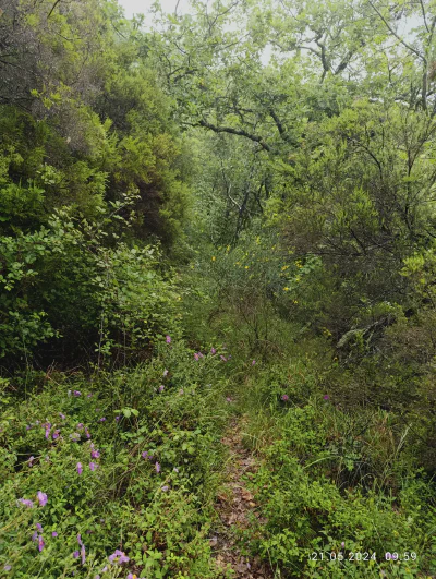 Ab durch die Hecke: Der zugewilderte, aber richtige Abzweig
