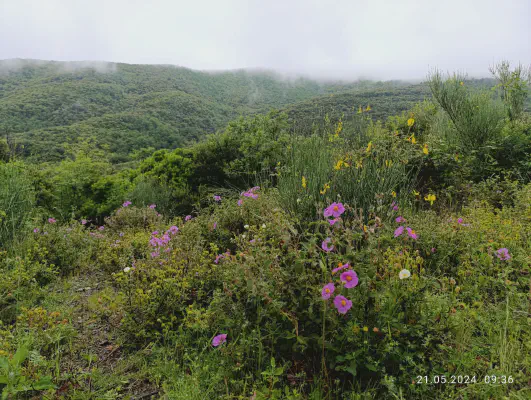 FOTO: 09:36 / Ort: ca. 43.1805, 12.0160