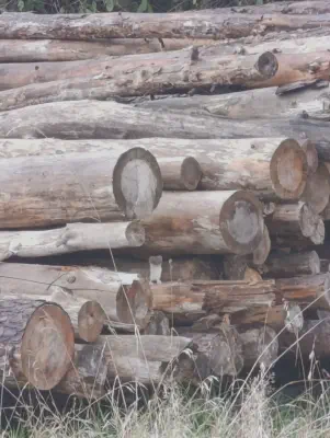 Ein Hermelin späht aus einem Stapel Holzstämme