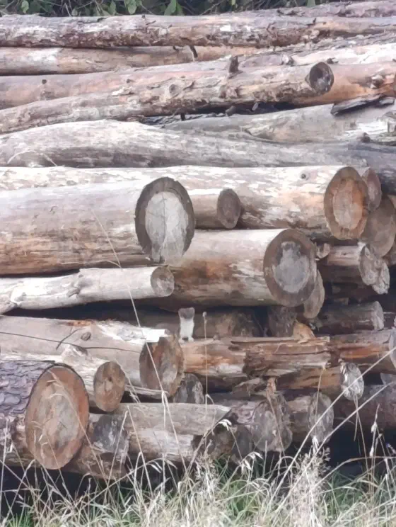Ein Hermelin späht aus einem Stapel Holzstämme