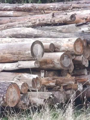 Ein Hermelin späht aus einem Stapel Holzstämme