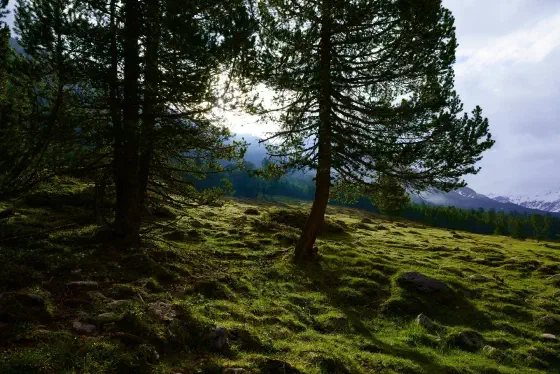 Morgenstimmung im Val Mora