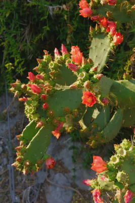 garstige kleine Kaktusfeigen