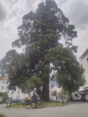 Wellingtontanne (Mammutbaum) in Imst