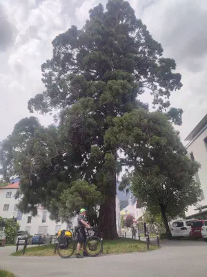 Wellingtontanne (Mammutbaum) in Imst