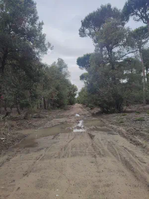 "Radweg" im Regionalpark Migliarino (Parco di Migliarino)
