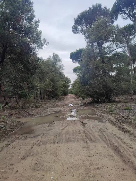 "Radweg" im Regionalpark Migliarino (Parco di Migliarino)